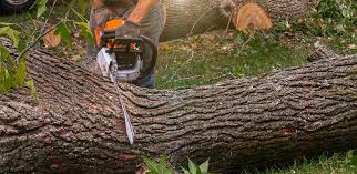 How Our Tree Care Process Works  in Orange City, IA